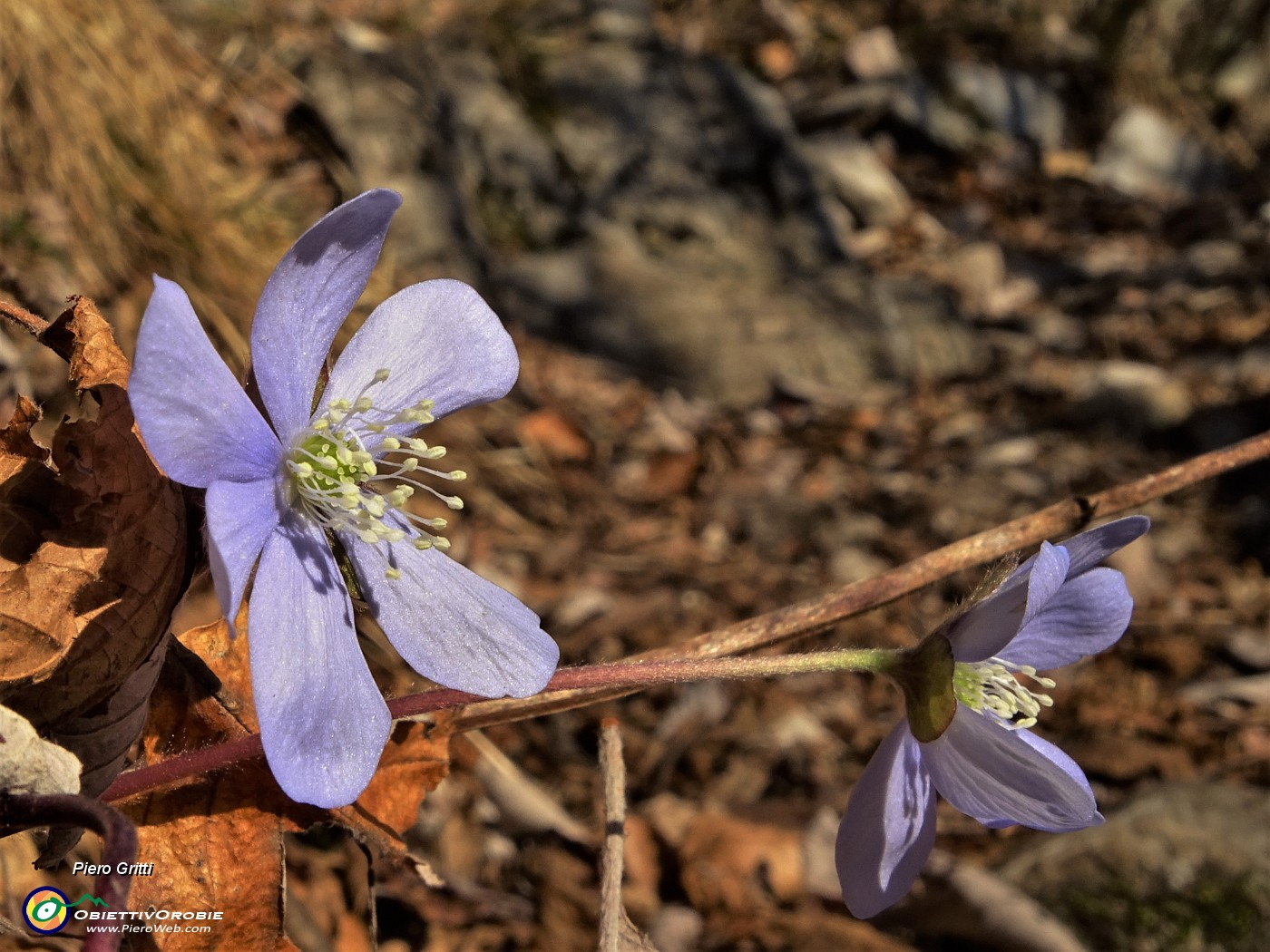 30 Erba trinita (Hepatica nobilis).JPG